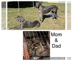 Small Photo #13 Great Dane Puppy For Sale in WINSTON-SALEM, NC, USA