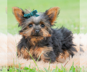 Medium Yorkshire Terrier