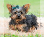 Puppy Mouse Yorkshire Terrier