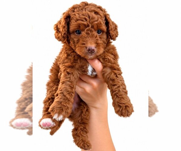Medium Photo #1 Goldendoodle mix (+ Poodle Toy) Puppy For Sale in JACKSONVILLE, FL, USA