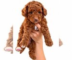Balsam - Male Goldendoodle mix (+ Poodle Toy) Puppy for Sale - Small photo