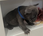 Small Photo #5 French Bulldog Puppy For Sale in SLIDELL, LA, USA