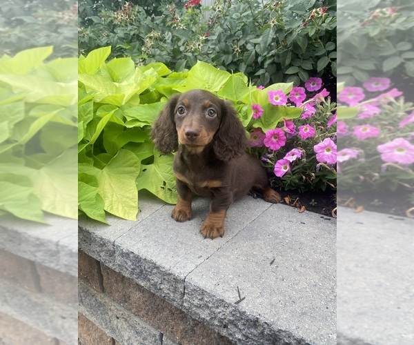 Medium Photo #4 Dachshund Puppy For Sale in CANOGA, NY, USA