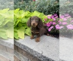 Small #3 Dachshund