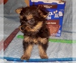 Small Photo #313 Yorkshire Terrier Puppy For Sale in AKRON, OH, USA