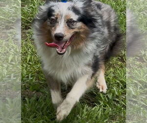 Australian Shepherd Dogs for adoption in Dallas, TX, USA