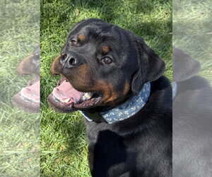 Rottweiler Dogs for adoption in Mooresville, NC, USA