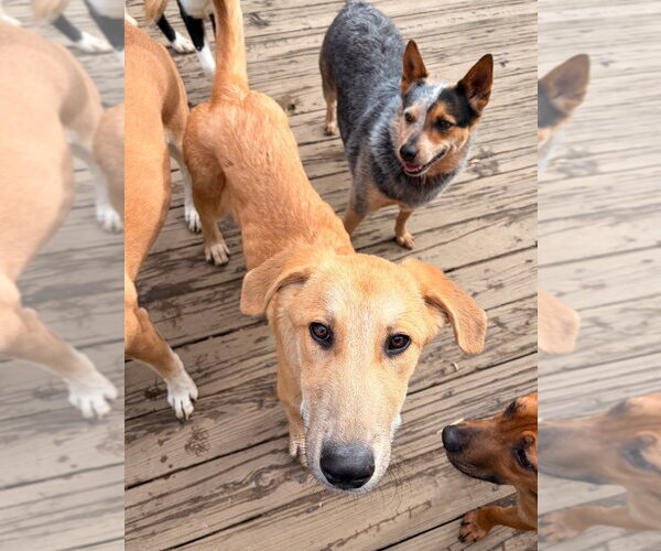 Medium Photo #6 Mutt Puppy For Sale in Canton, CT, USA