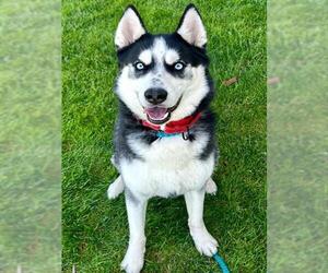 Siberian Husky Dogs for adoption in Sacramento, CA, USA