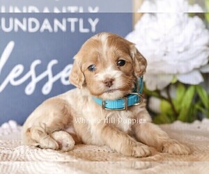 Cock-A-Poo Puppy for sale in DENVER, PA, USA