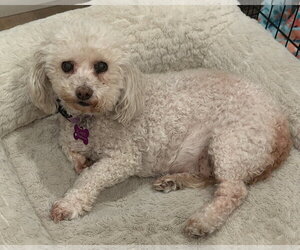 Poodle (Miniature)-Unknown Mix Dogs for adoption in Corona, CA, USA