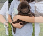 Puppy Puppy 4 Newfoundland