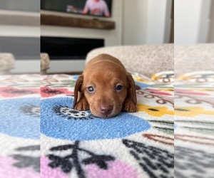 Dachshund Puppy for sale in BELDING, MI, USA