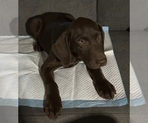 Labrador Retriever Puppy for sale in DELHI, CA, USA
