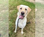 Small #8 Labrador Retriever