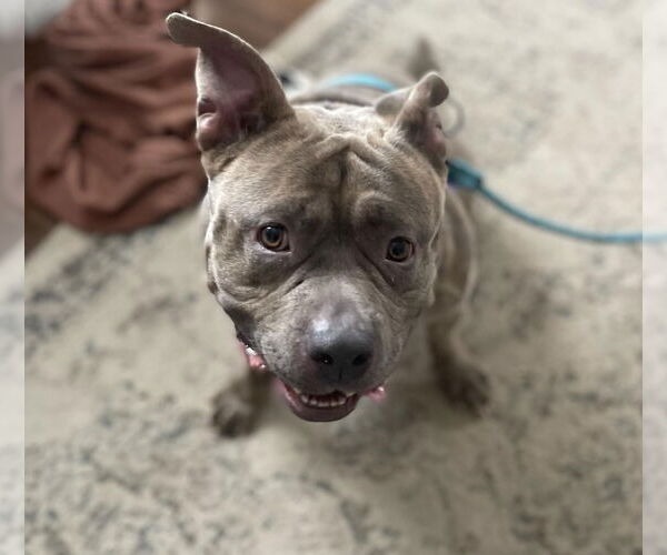 Medium Photo #5 American Staffordshire Terrier-Unknown Mix Puppy For Sale in Princeton, MN, USA