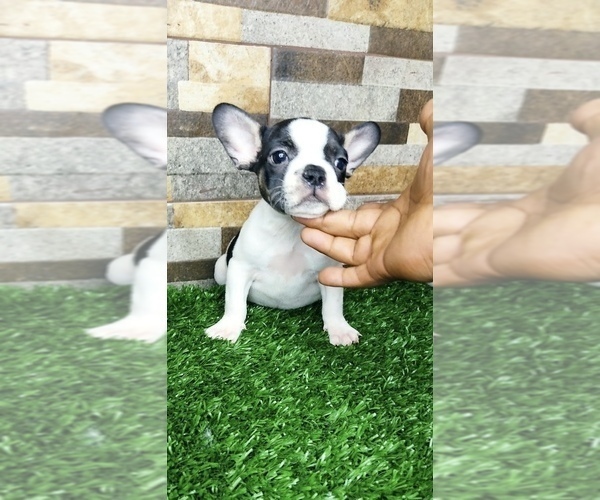 Medium Photo #43 French Bulldog Puppy For Sale in HOUSTON, TX, USA