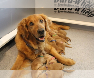 Golden Retriever Litter for sale in LOGAN, UT, USA