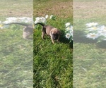 Small #12 Mastiff