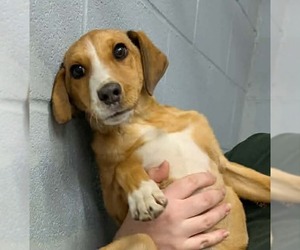 Mountain Cur-Unknown Mix Dogs for adoption in Rustburg, VA, USA