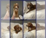 Puppy Puppy 4 Goldendoodle-Poodle (Toy) Mix