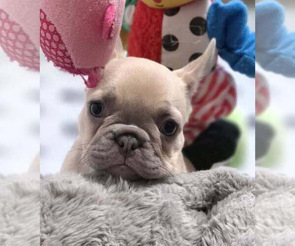 Medium Photo #6 French Bulldog Puppy For Sale in BOSTON, KY, USA