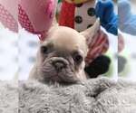 Small #5 French Bulldog