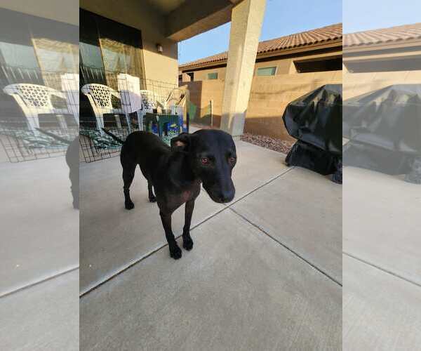Medium Photo #3 Staffordshire Bull Terrier-Unknown Mix Puppy For Sale in Chandler, AZ, USA