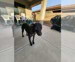 Small #2 Staffordshire Bull Terrier Mix