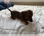 Small #3 Dachshund