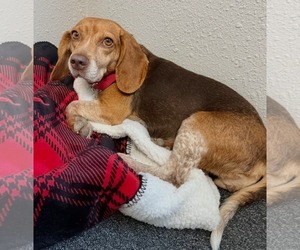 Asia - Female Beagle Dog for Adoption - Photo #16