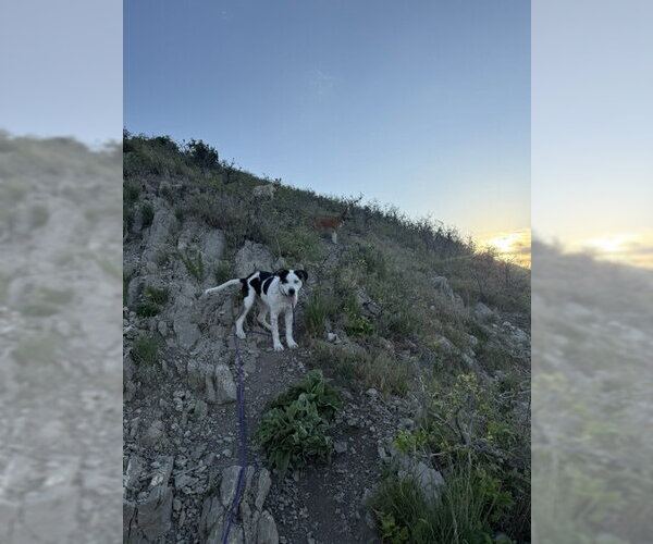 Medium Photo #18 Mutt Puppy For Sale in Sandy, UT, USA