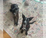 Small #11 Shepradors