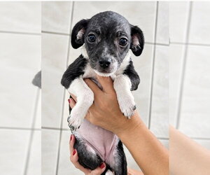 Lolly - Female ShiChi Dog for Adoption - Photo #2