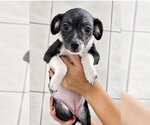 Small Photo #2 ShiChi Puppy For Sale in San Diego, CA, USA