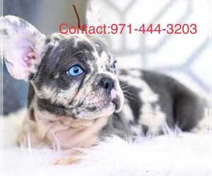 French Bulldog Puppy for Sale in WILSONVILLE, Oregon USA