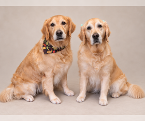 Luna - Female Golden Retriever Dog for Adoption - Photo #3