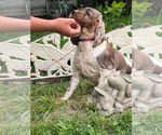 Small #2 Cocker Spaniel