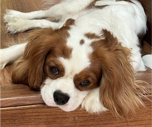 Father of the Cavalier King Charles Spaniel puppies born on 06/15/2024
