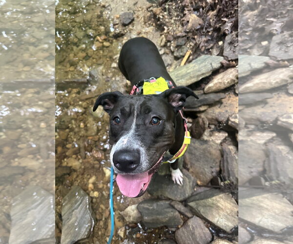 Medium Photo #4 Mutt Puppy For Sale in Cary, NC, USA