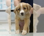 Small Australian Shepherd