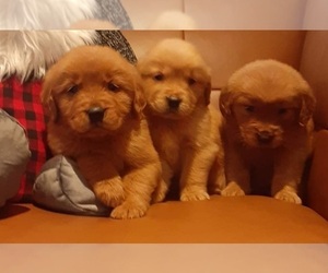 Golden Retriever Puppy for sale in BEVERLY HILLS, CA, USA