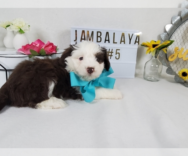 Medium Photo #1 Aussiedoodle Miniature  Puppy For Sale in COLLEGE STA, TX, USA