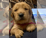 Small Photo #4 Golden Retriever Puppy For Sale in MOORESVILLE, NC, USA