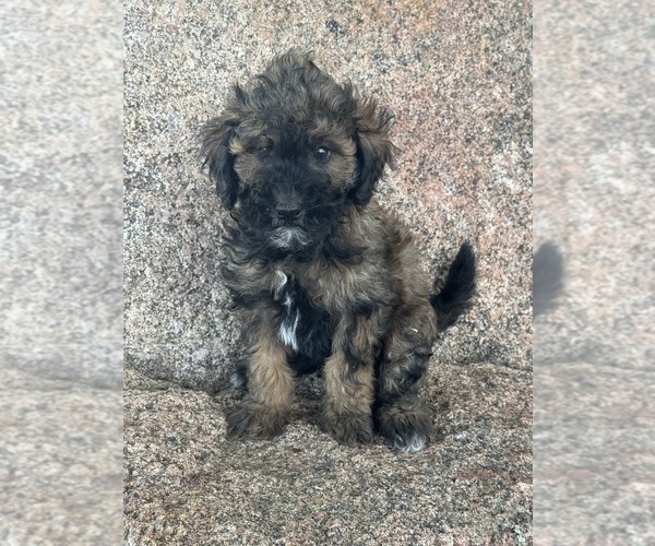 Medium Photo #1 Poodle (Miniature)-Poodle (Standard) Mix Puppy For Sale in LONGMONT, CO, USA