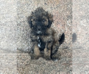 Poodle (Miniature)-Poodle (Standard) Mix Puppy for Sale in LONGMONT, Colorado USA