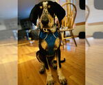 Small #3 Bluetick Coonhound Mix
