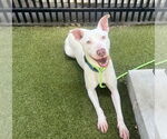 Small #1 American Pit Bull Terrier Mix