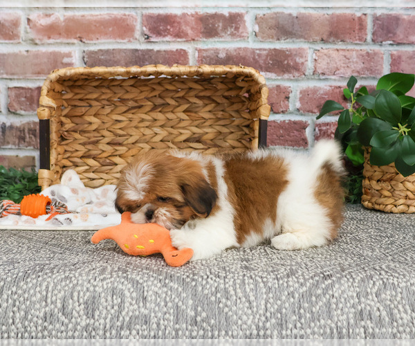 Medium Photo #8 Shih Tzu Puppy For Sale in SYRACUSE, IN, USA
