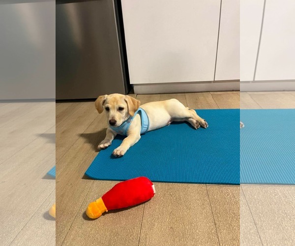 Medium Photo #7 Mutt Puppy For Sale in Derwood, MD, USA